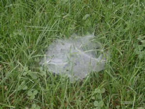 Spiderweb in the Grass