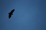 Bat migrating