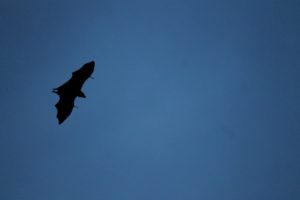 Bat migrating