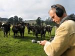 Recording cows in a field.